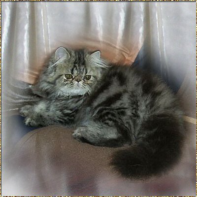 Schelby Cat´s Gandalf ... brown classic tabby male kitten