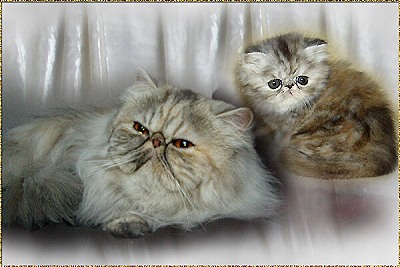 Invention´s Look And Like ... tortie-silver-tabby female