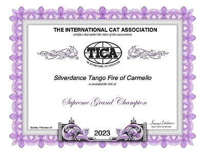TICA RW SGC Silverdance Tango Fire of Carmello