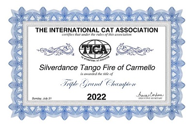 TICA TGC Silverdance Tango Fire of Carmello