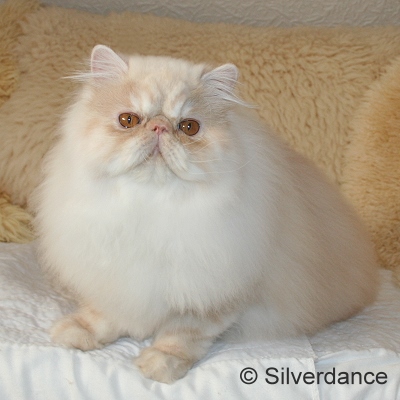 Silverdance Bacardi And Sugar