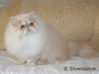 Silverdance Bacardi And Sugar