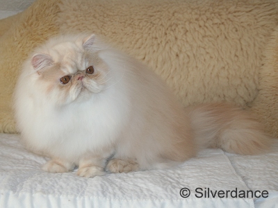Silverdance Bacardi And Sugar