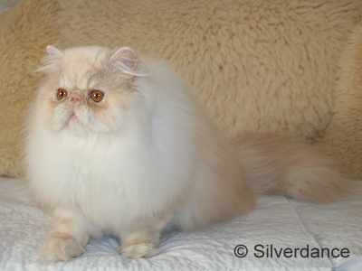 Silverdance Bacardi And Sugar