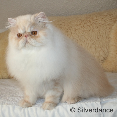 Silverdance Bacardi And Sugar