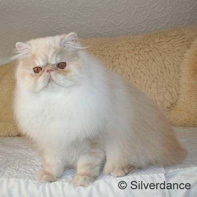 Silverdance Bacardi And Sugar