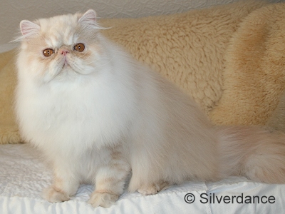 Silverdance Bacardi And Sugar