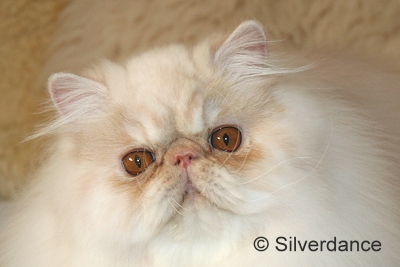 Silverdance Bacardi And Sugar