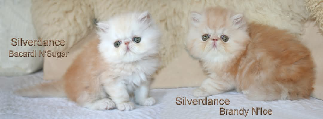 Silverdance Bacardi N'Sugar & Silverdance Brandy N'Ice