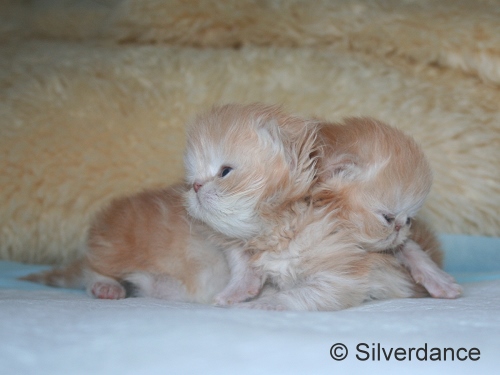 Silverdance Ice Drops & Silverdance My Delight