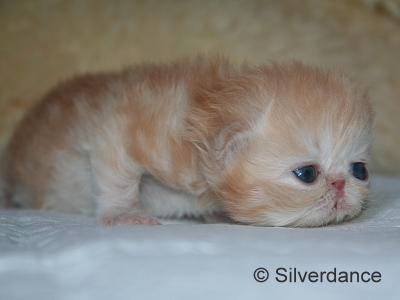 Silverdance Ice Drops