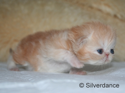 Silverdance Ice Drops