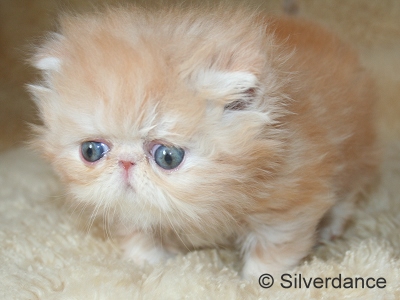 Silverdance Ice Drops