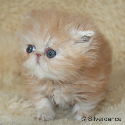 Silverdance Ice Drops