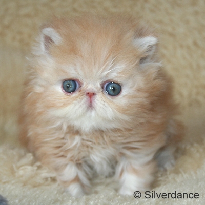 Silverdance Ice Drops