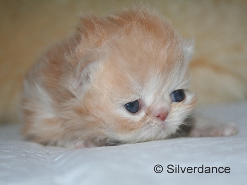 Silverdance My Delight