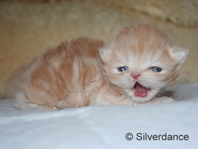 Silverdance My Delight