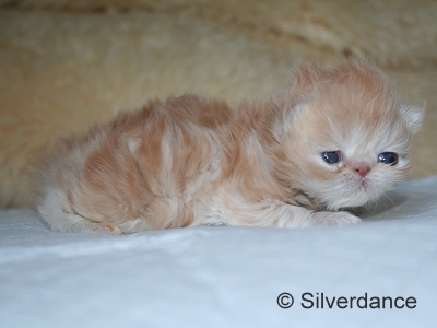 Silverdance My Delight