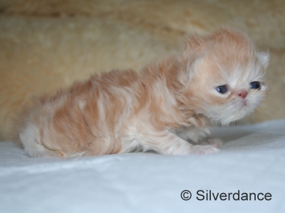 Silverdance My Delight