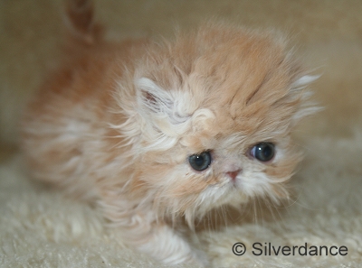 Silverdance My Delight