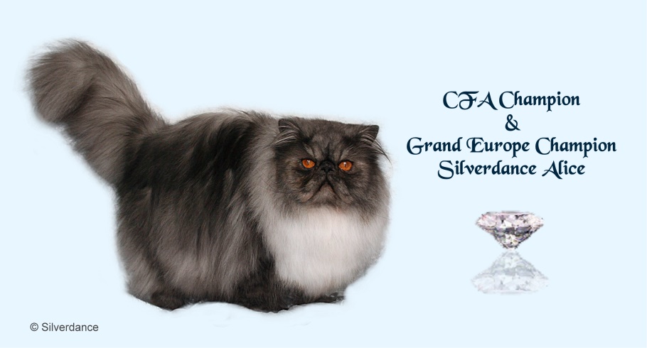 CFA CH/GEC Silverdance Alice