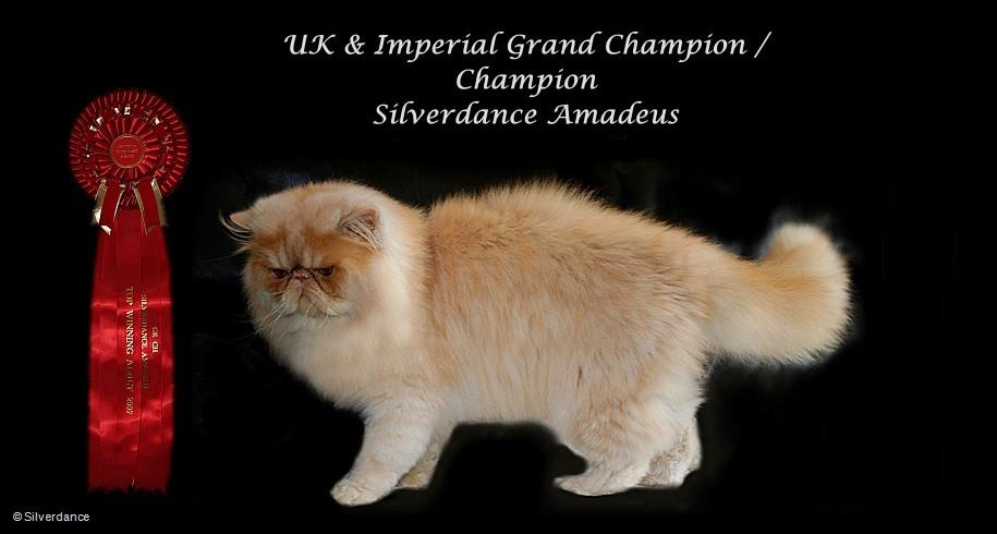 UK & Imperial GCH/CH Silverdance Amadeus