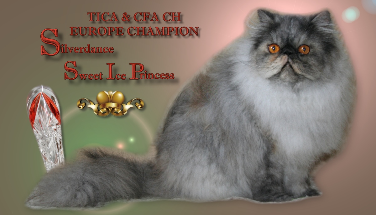 CFA & TICA CH/EC Silverdance Sweet Ice Princess