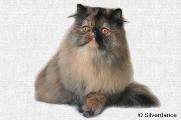 Almathea Dark Rose of Silverdance