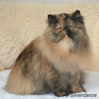 JuCH Almathea Dark Rose of Silverdance