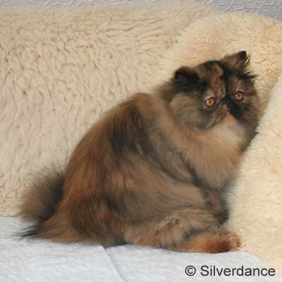 JuCH Almathea Dark Rose of Silverdance