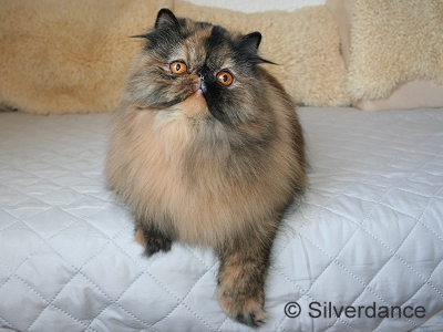 CH Almathea Dark Rose of Silverdance