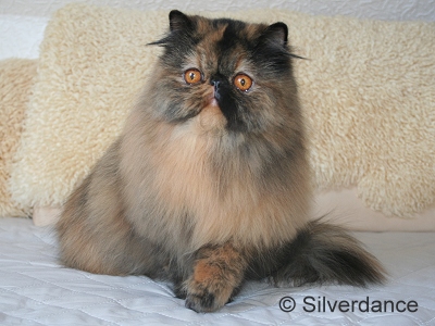 CH Almathea Dark Rose of Silverdance