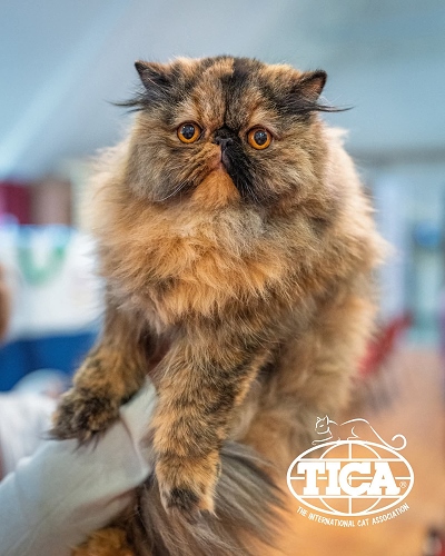 CH Almathea Dark Rose of Silverdance