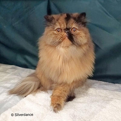 CH Almathea Dark Rose of Silverdance