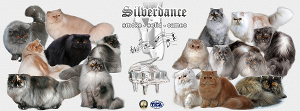 Silverdance Persians
