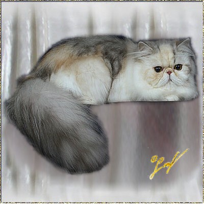 Roggenstein's Hollywood .... Silver-Patched-Tabby-White mackerel female 1 years old