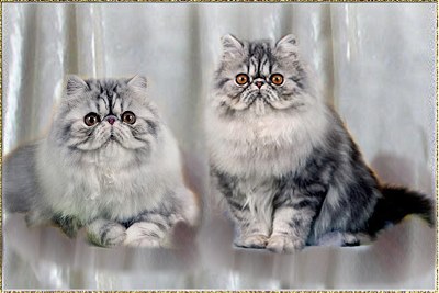 grey tabby persian cat