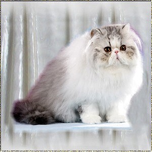 Roggenstein's Silver Snow Bear ... Silver-Tabby-White mc male 6 months old