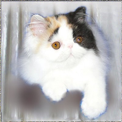 Shelbycat's Sweetheart .... calico-van 4 months old