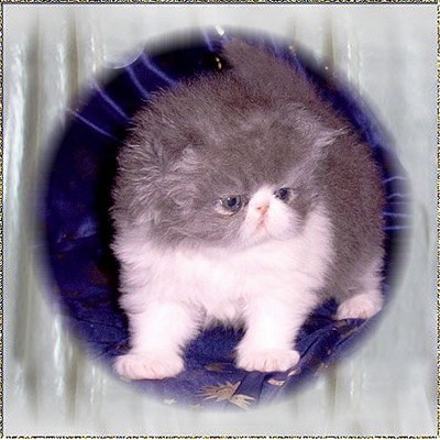 Bodega Bay´s Curly Sue ... blue-white female kitten