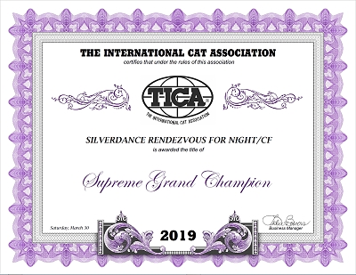 TICA SGC/IC Silverdance Rendezvous For Night