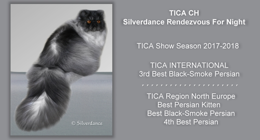 TICA CH/CH Silverdance Rendezvous For Night