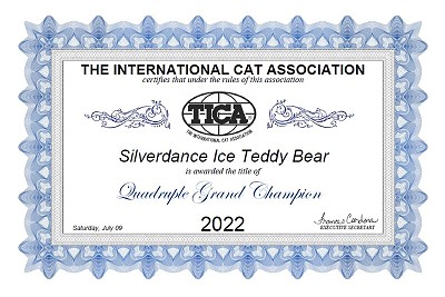 TICA DGC Silverdance Ice Teddy Bear