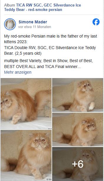 TICA RW SGC/GEC Silverdance Ice Teddy Bear