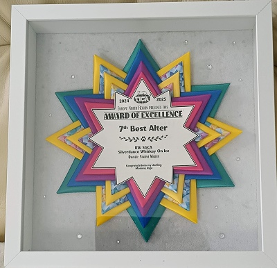 TICA SGCA / JuCH Silverdance Whiskey On Ice