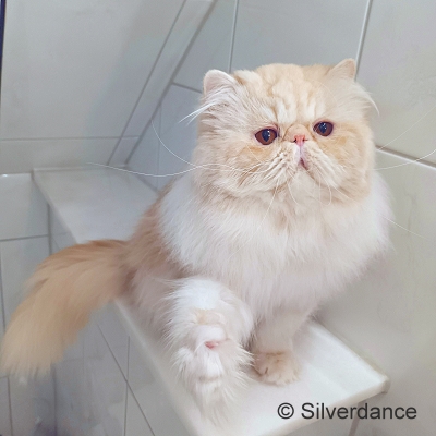 TICA RW QGC / EC Silverdance Xavier On Ice