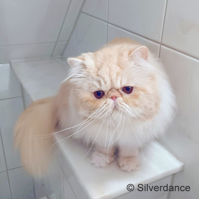 TICA RW QGC / EC Silverdance Xavier On Ice