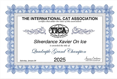 TICA Show Silverdance Persians