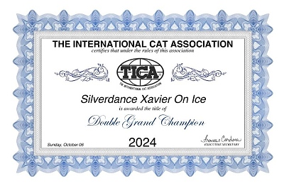 TICA Show Silverdance Persians